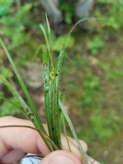 Carex willdenowii
