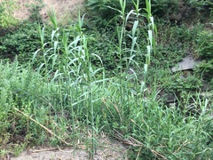 Arundo donax
