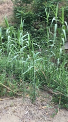 Arundo donax