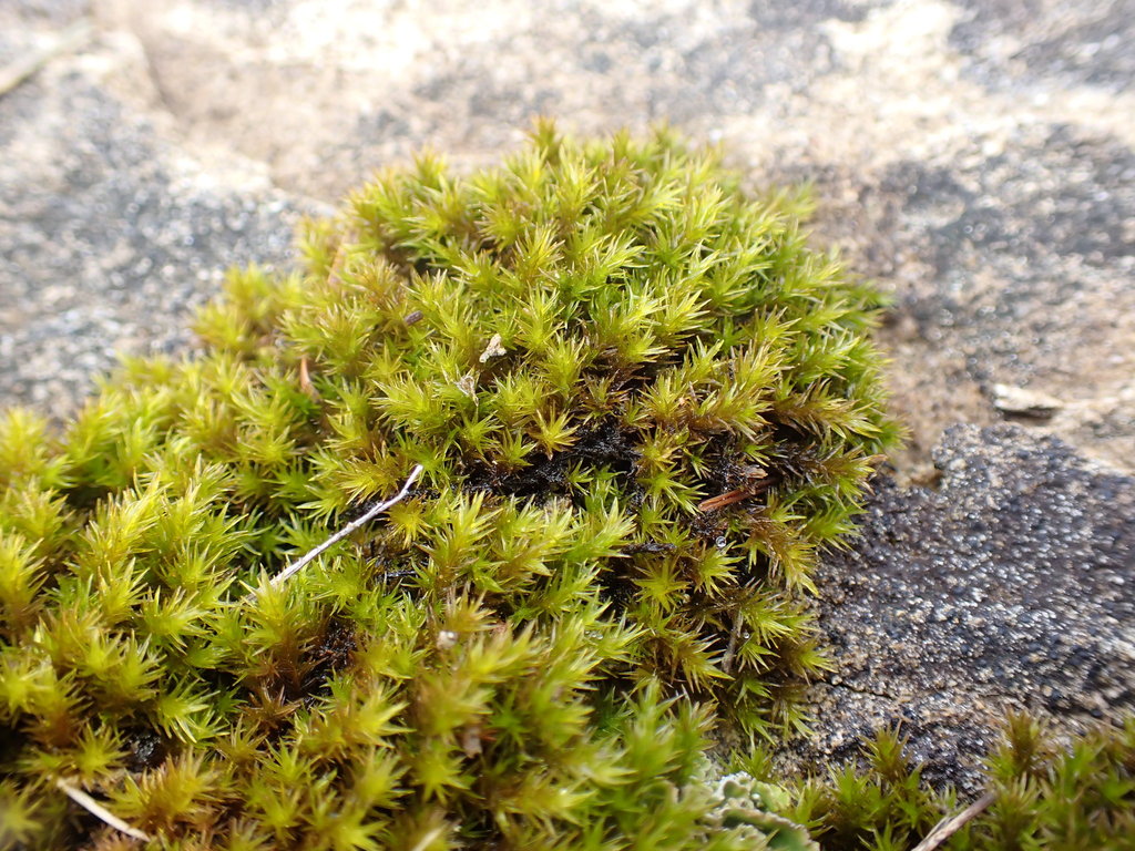 Racomitrium pacificum