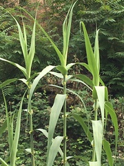 Arundo donax