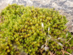 Racomitrium pacificum