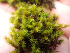 Racomitrium pacificum