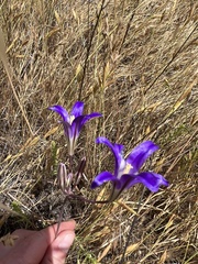 Brodiaea coronaria
