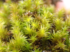 Racomitrium pacificum