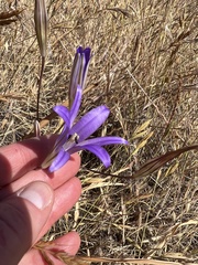 Brodiaea coronaria