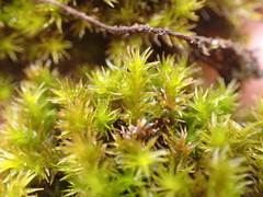 Racomitrium pacificum