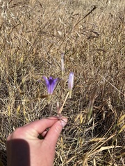 Brodiaea coronaria
