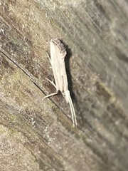 Plutella porrectella