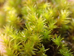 Racomitrium pacificum