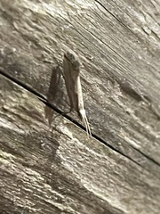 Plutella porrectella