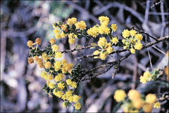 Acacia glandulicarpa