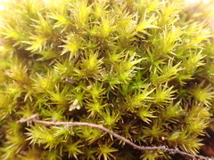 Racomitrium pacificum