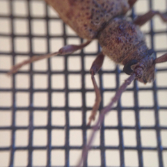 Brothylus gemmulatus