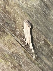 Plutella porrectella