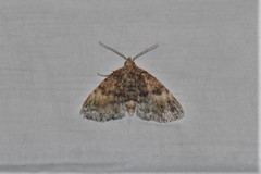 Metalectra richardsi