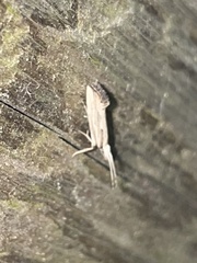 Plutella porrectella