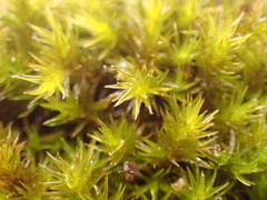 Racomitrium pacificum