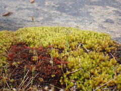 Racomitrium pacificum