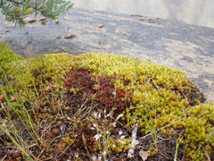 Racomitrium pacificum