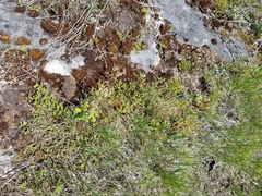 Micranthes virginiensis