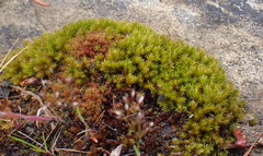 Racomitrium pacificum