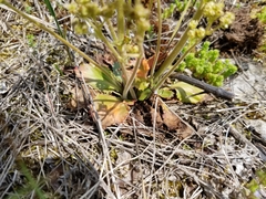 Micranthes virginiensis