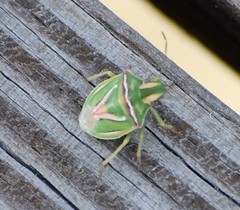 Cyptocephala elegans