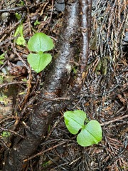 Neottia cordata