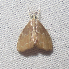 Glaphyria peremptalis