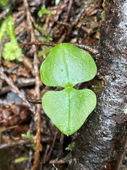 Neottia cordata