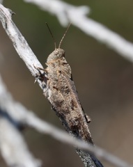 Spharagemon cristatum