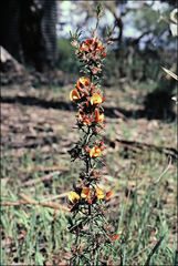 Pultenaea laxiflora