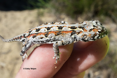 Ctenophorus adelaidensis