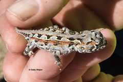 Ctenophorus adelaidensis