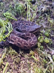 Crotalus campbelli