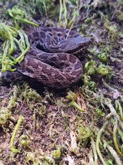 Crotalus campbelli