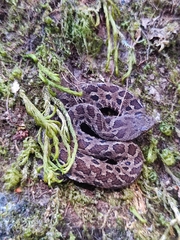 Crotalus campbelli