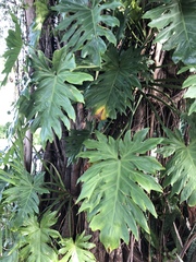 Philodendron lacerum