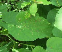 Eriophyes exilis