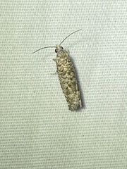Retinia gemistrigulana