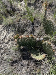 Opuntia cymochila