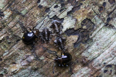 Sinocymbachus humerosus