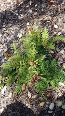 Pedicularis densiflora
