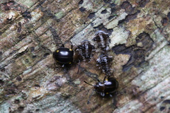 Sinocymbachus humerosus