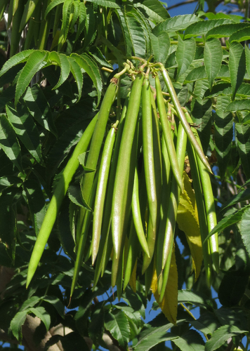 Tecoma stans
