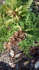 Pedicularis densiflora