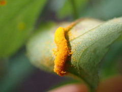 Phragmidium rosae-multiflorae