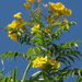 Yellow Trumpet Flower - Photo (c) Robert Taylor, some rights reserved (CC BY), uploaded by Robert Taylor