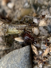 Pheidole pilifera